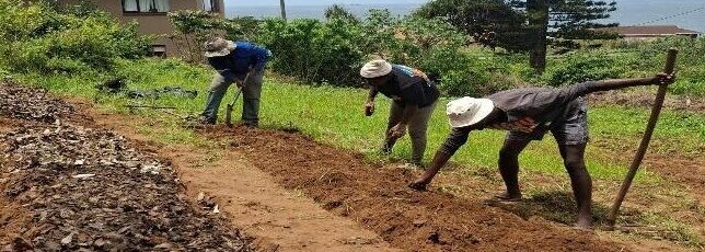 Greening Quarry Road and Pholani Informal Settlement: EPIC African in Action